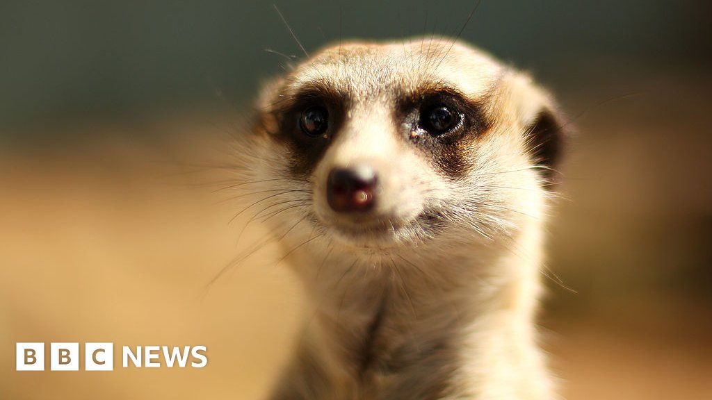 Vijf stokstaartjes werden gedood bij vermoedelijke kleurstofvergiftiging in de Philadelphia Zoo