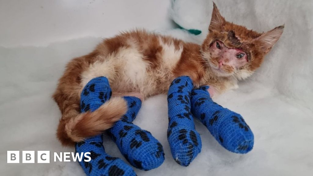 Bradford Kitten Miraculously Survives Resin Injuries Bbc News 