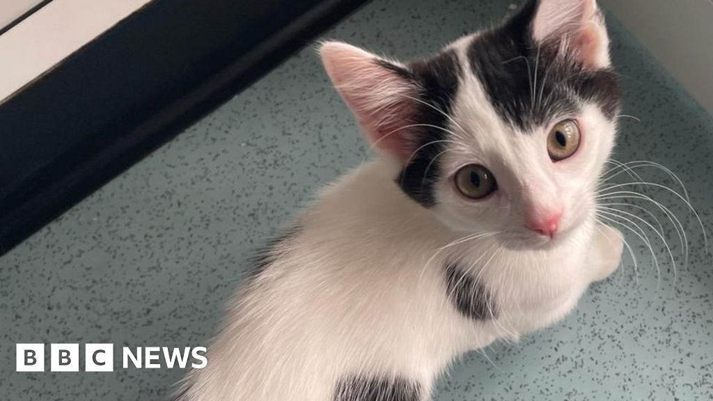 Cats neutering plea from inundated Worcestershire rescue centre BBC News