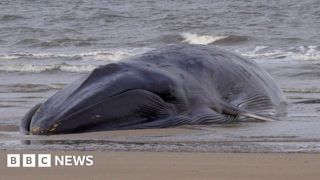 Whale stranded off Bridlington’s South Beach dies