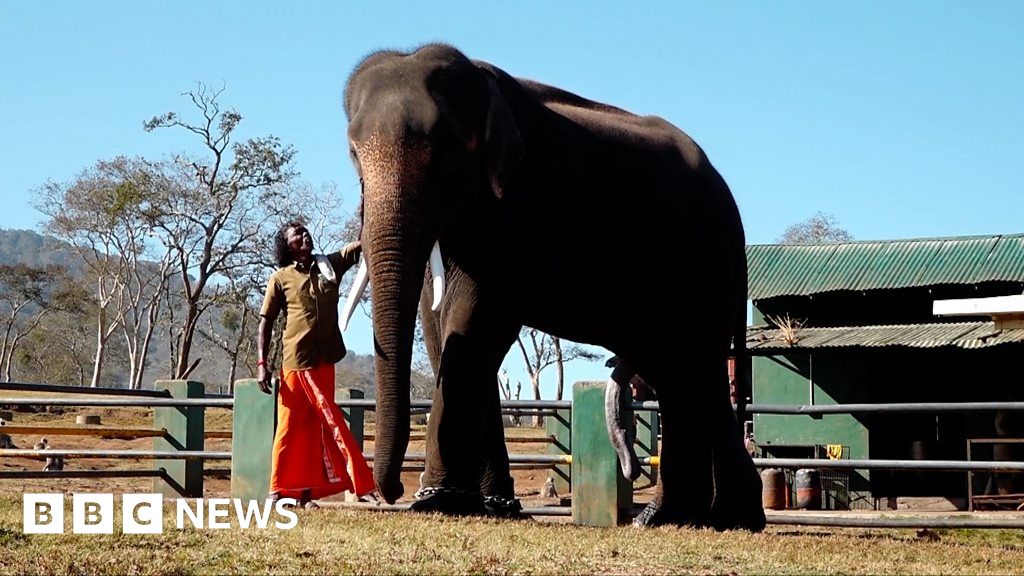 Released elephant returns to introduce her baby girl to keepers. Watch