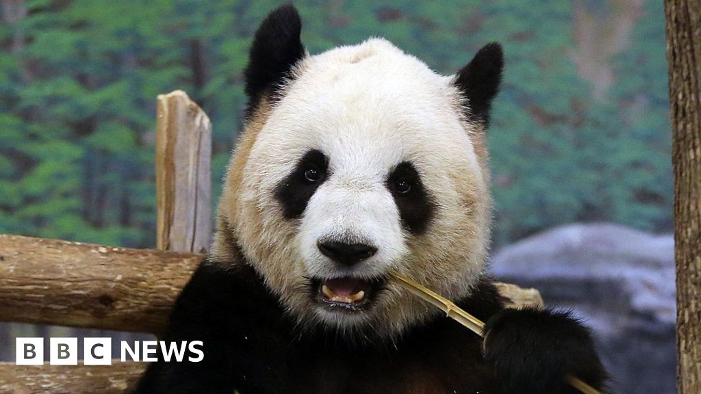 panda bear eating