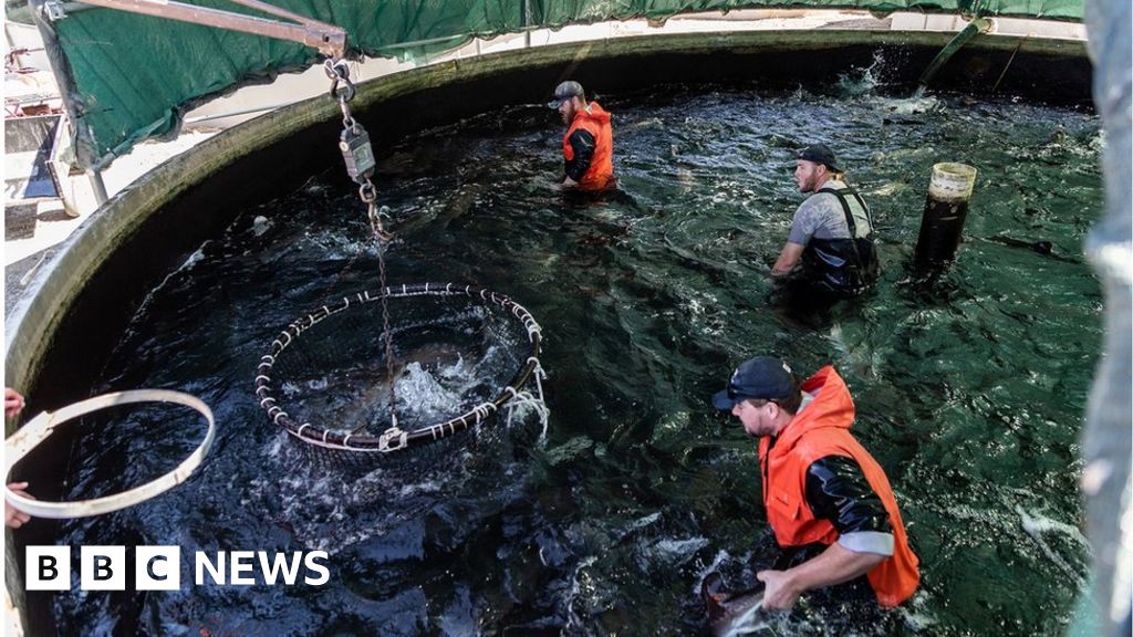 Could synthetic fish be a better catch of the day?