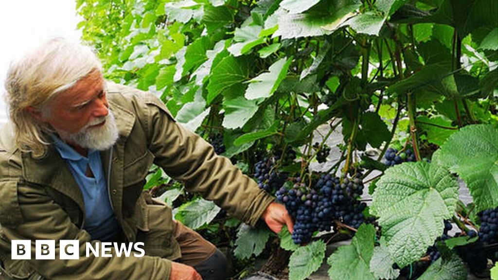 Climate change: 'We're making wine in Norway'