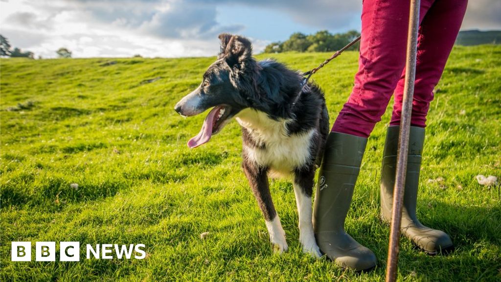 Public asked for views on north Devon dog control rules