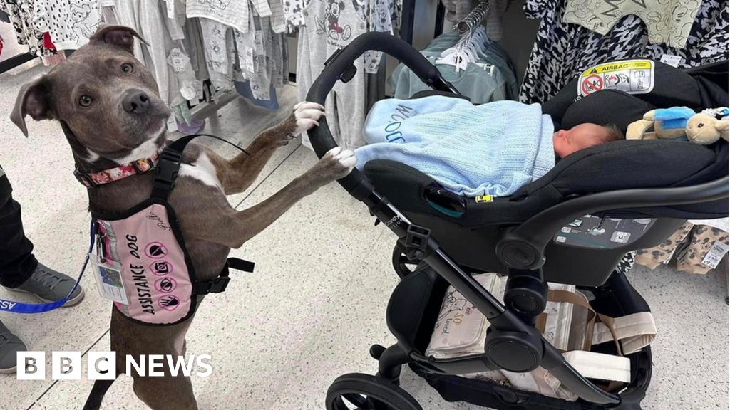 Milton Keynes hospital allows first dog into labour ward BBC News