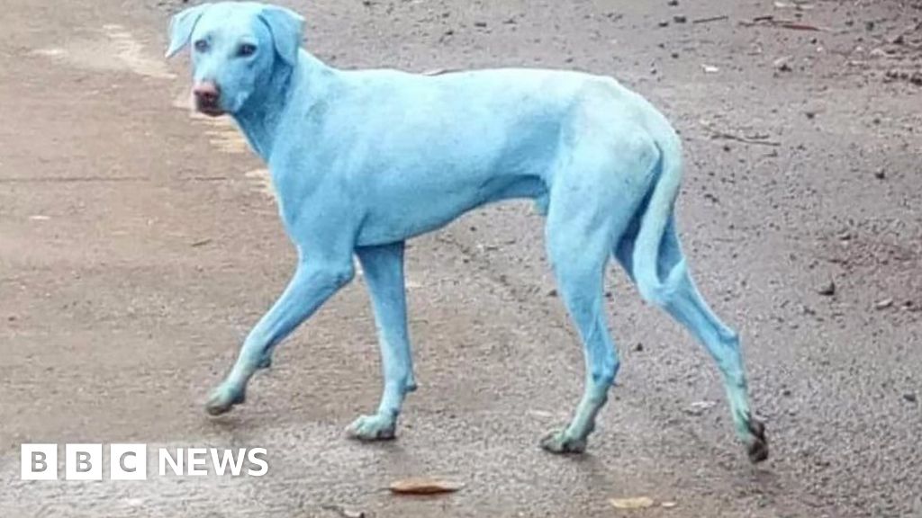 Blue dogs in Mumbai, India - BBC News