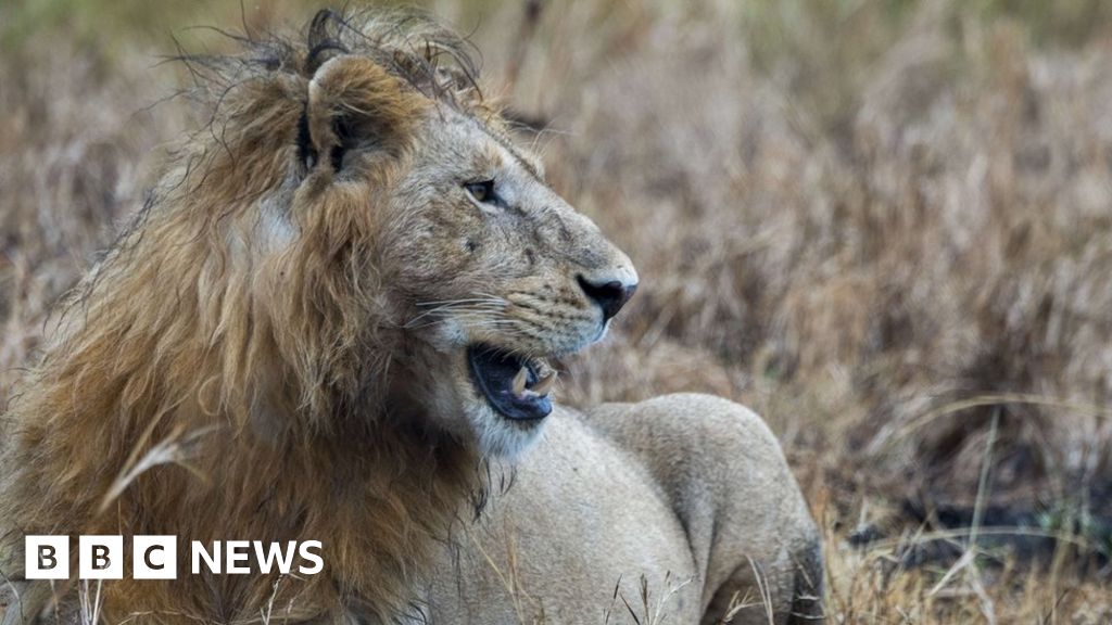 South Africa: Poacher killed by elephant then eaten by lions
