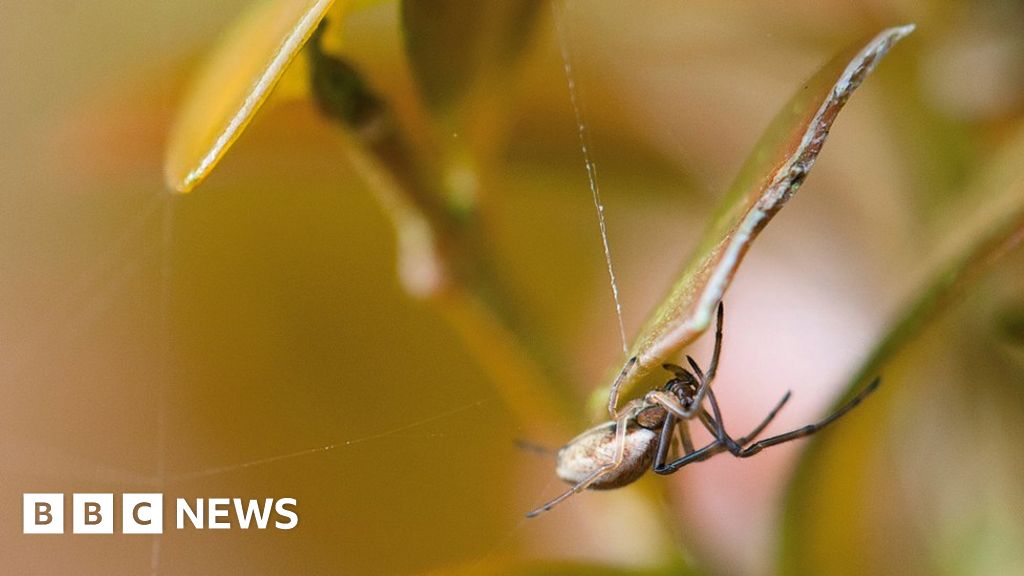 Images Of Money Spiders