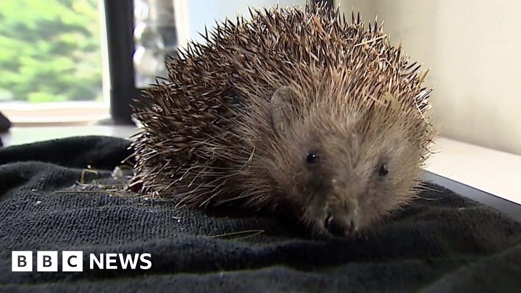 Hedgehog Rescue Centre Set Up In Deanshanger Back Garden