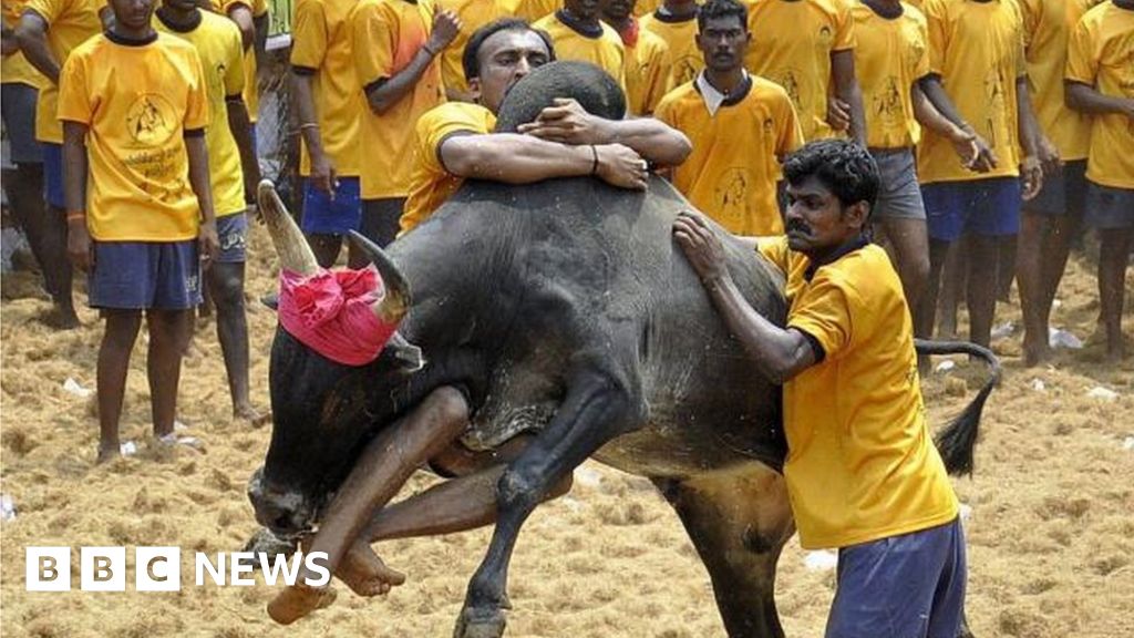 Jallikattu Why India Bullfighting Ban Threatens Native Breeds Bbc News