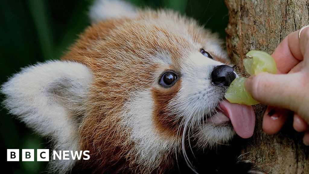 Red pandas are two species, not one - BBC News
