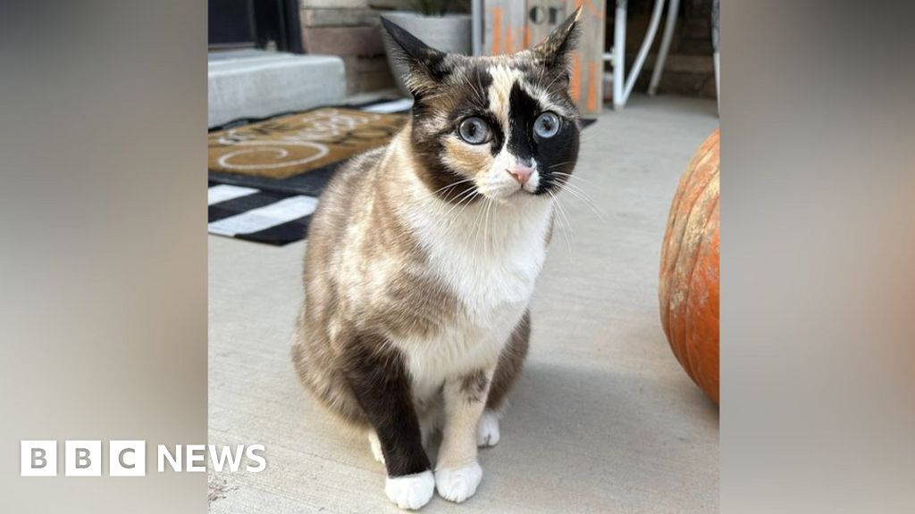Безделна котка случайно изпратена до Калифорния във върнат пакет
