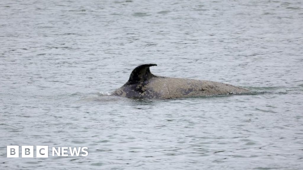 Sick killer whale 'found dead in France'