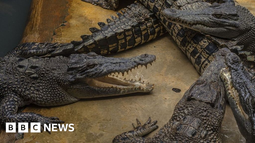 Indonesian villagers kill nearly 300 crocodiles in revenge attack - The  Himalayan Times - Nepal's No.1 English Daily Newspaper