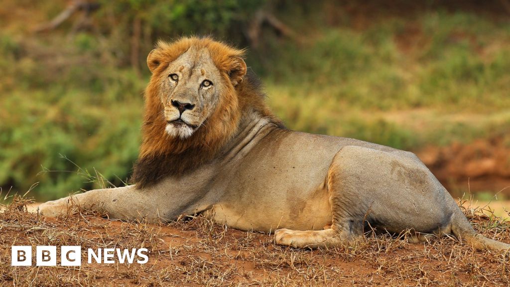 Lions escape from South Africa's Kruger National Park