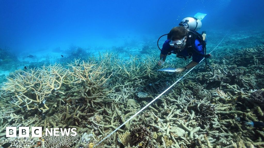 Coral reefs can be saved but change is inevitable, scientists say BBC News