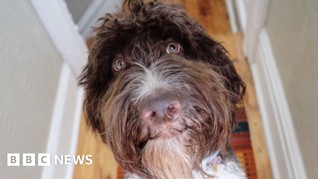A money- гладно кученце беше в кучешката къща, защото сдъвка