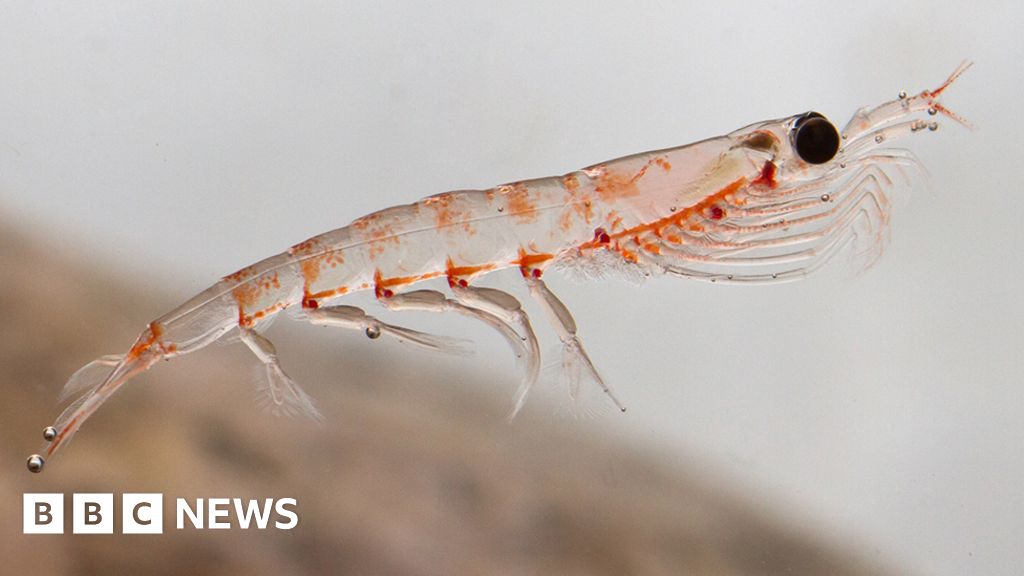 Antarctic krill: Key food source moves south - BBC News