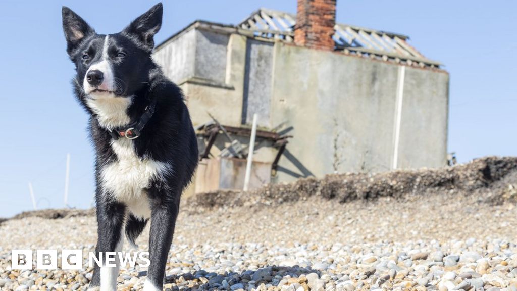 sheepdogさま専用です Orford Ness: Remote shingle spit sheepdog 'finds sea legs'