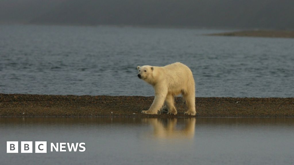 Canada's polar-bear capital Churchill warms too fast for bears