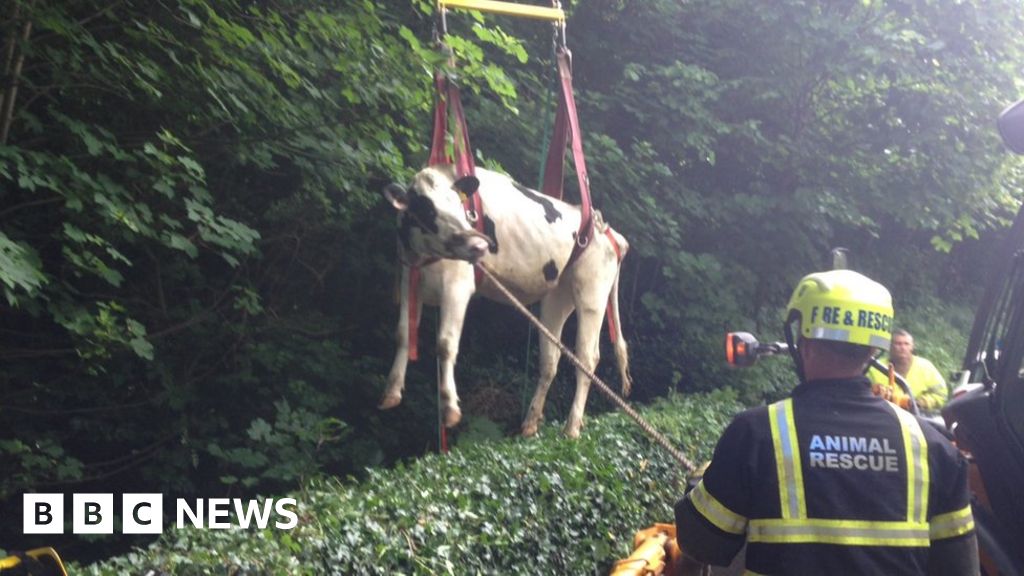 Animal rescues cost fire service £350k - BBC News