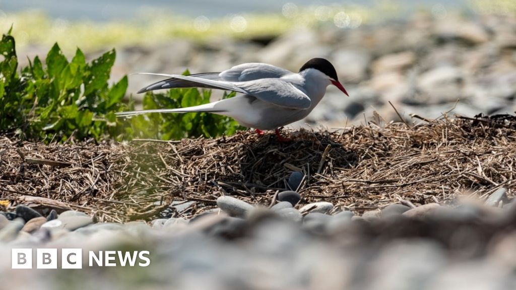 La gripe aviar está devastando las colonias de charrán en Anglesey, generando temores sobre el futuro