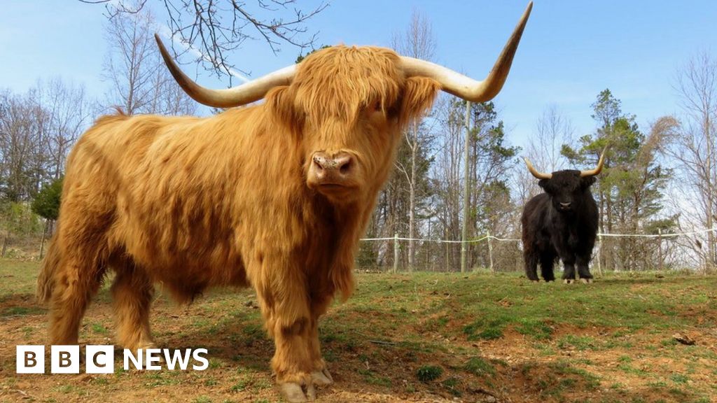 American S Passion For Highland Cattle Bbc News