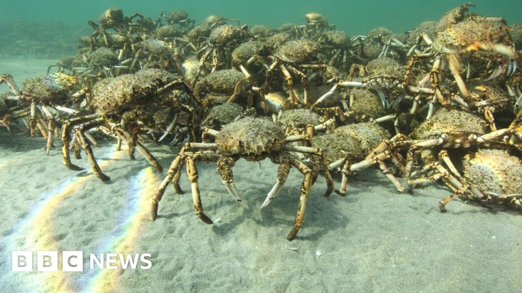 Giant crab horde gathers in Australia - BBC News