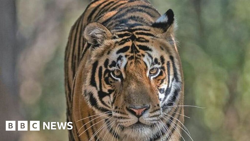 What does it take to relocate a 195kg tiger in India?