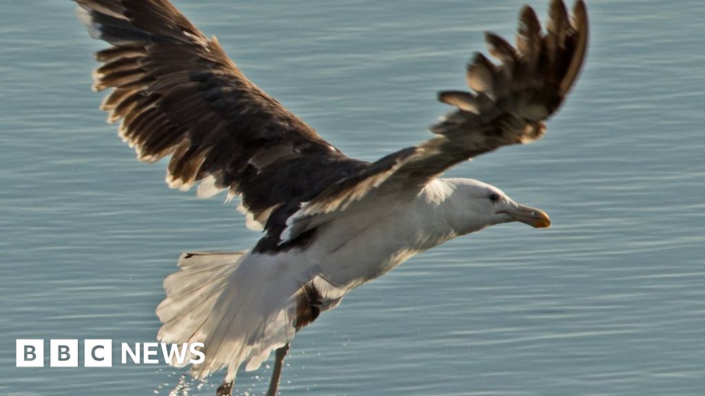 Rare gull sighting leaves twitchers aflutter