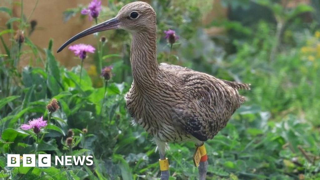 Final Curlews Released In Norfolk After Airfield Rescue