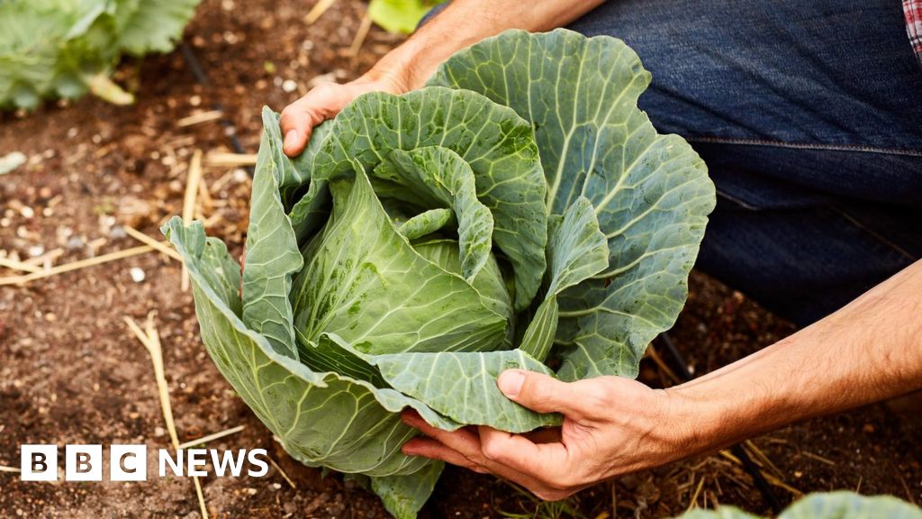 How the humble cabbage can stop cancers