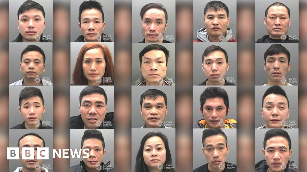 Vietnamese Gang Leaders Jailed Over £6m Cannabis Haul Bbc News 