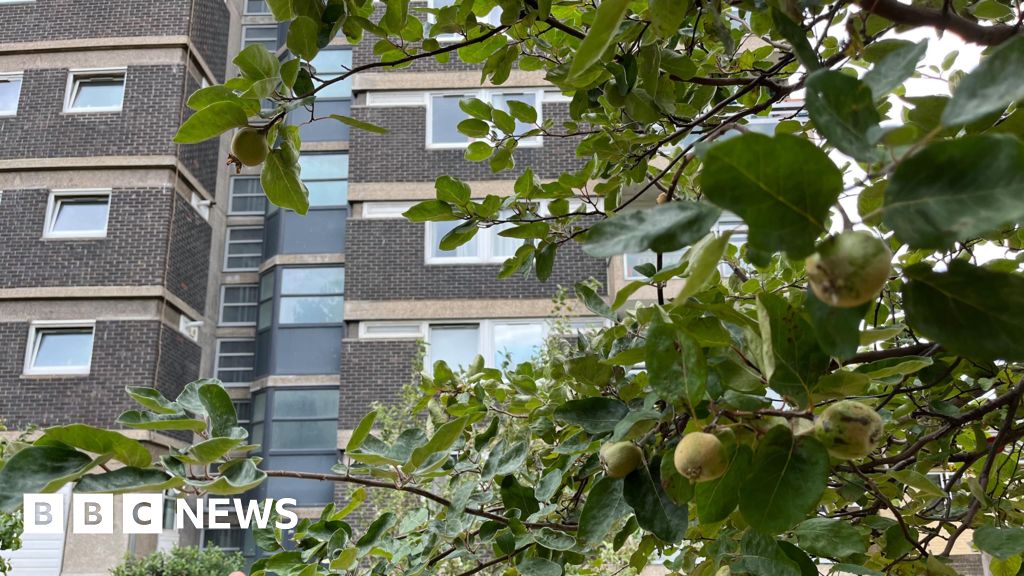 The urban orchard cooling London during heatwaves