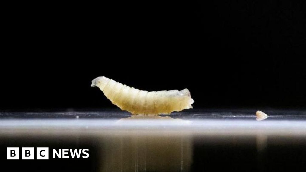 Cases of flesh-eating screwworm on the rise in Mexico