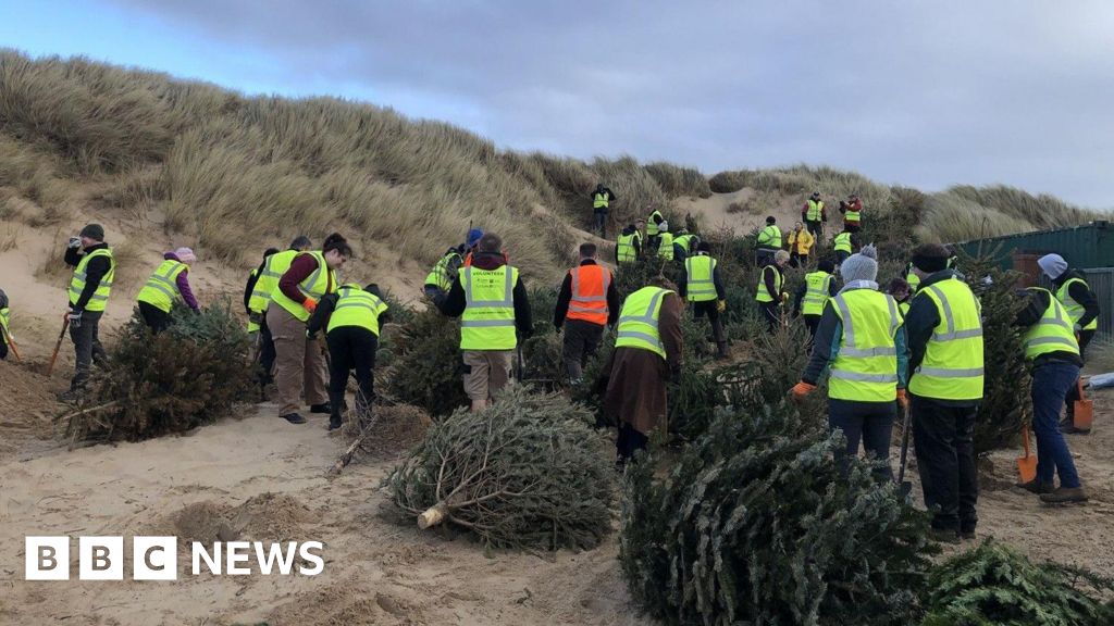 Replanting Christmas Trees: A New Wave of Coastal Protection
