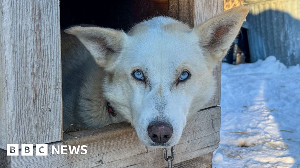 How sled dogs and pets respond when the clocks change