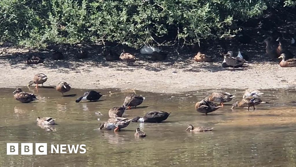 Dried up pond refilled for ducks as Hempton community unites