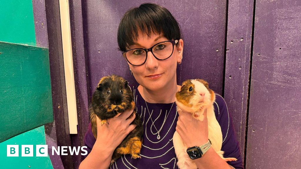 A couple who care for 130 guinea pigs say they fear the pets may have to be rehomed after suddenly - and unexpectedly - losing the income they made fr