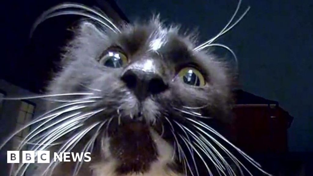 bbc.co.uk - Holly Phillips - Cats' nightly kitchen food raids at Bourne house caught on camera