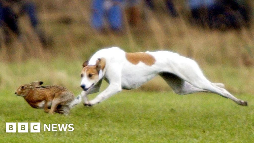 Farmers fear criminal hare coursing gangs 'could kill someone'