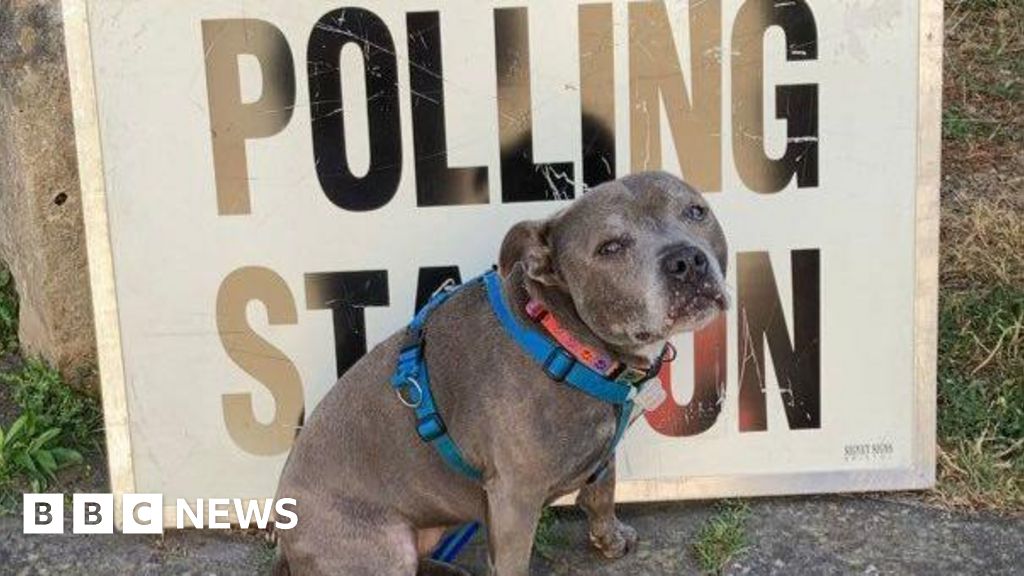 Bristol in pictures: Polling day pooches and football – BBC News