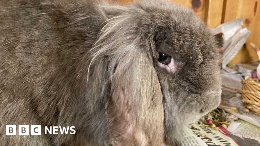 Miracle Recovery: Abandoned Rabbits Reborn at Animal Shelter