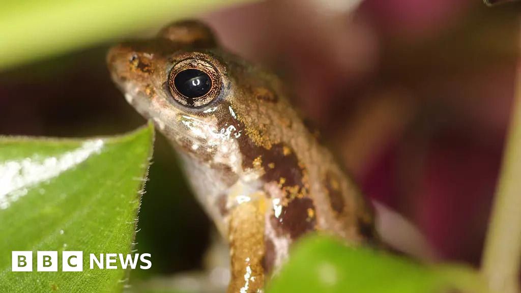 Rare frogs arrive at London Zoo in conservation bid