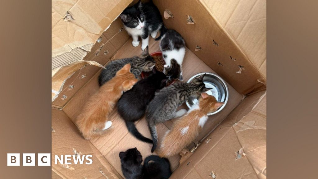 Byfleet Cat Rescue appeal over kittens dumped in Ashtead woods