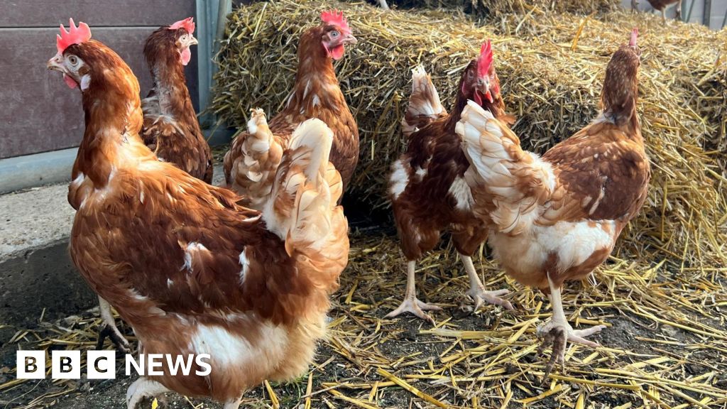 Two New Bird Flu Cases Confirmed in Norfolk