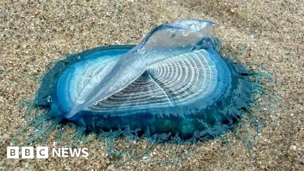 Hundreds of by-the-wind-sailors wash up on St Bees beach