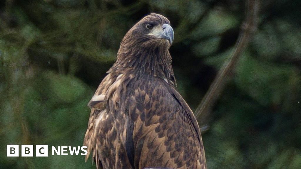 Disappearance of white-tailed eagle in Newtown suspicious  Curated by Alerts360