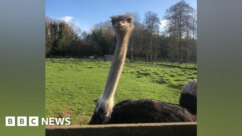 Jake the Ostrich at Hoo Zoo